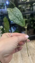 Hoya Mitrata Silver sp Kapuas / sadzonka cięta  #2 - obrazek 2