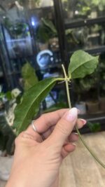 Hoya Mitrata Silver sp Kapuas / sadzonka cięta  #1 - obrazek 2