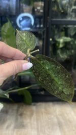 Hoya Mitrata Silver sp Kapuas / sadzonka cięta  #4 - obrazek 2