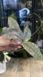 Hoya Mitrata Silver sp Kapuas / sadzonka cięta  #6 - obrazek 3