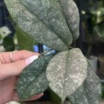 Hoya Mitrata Silver sp Kapuas Hulu