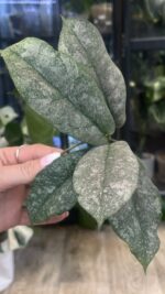 Hoya Mitrata Silver sp Kapuas Hulu