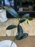 Hoya archboldiana #2 - obrazek 2