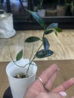 Hoya archboldiana #2 - obrazek 3