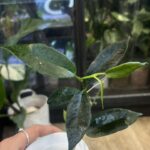 Hoya archboldiana