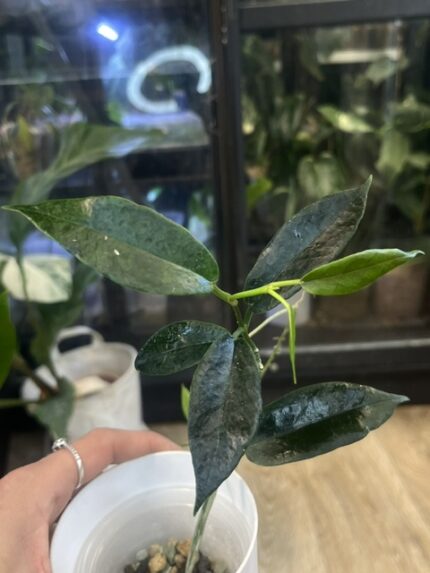 Hoya archboldiana