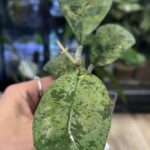 Hoya deykeae 'Morning Dew'