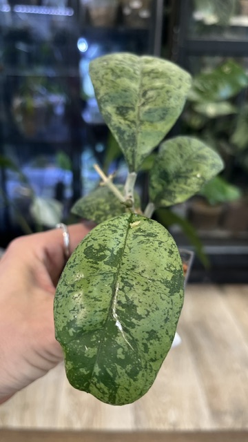 Hoya deykeae 'Morning Dew'