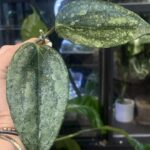 Hoya latifolia 'Rimba Perak' Silver