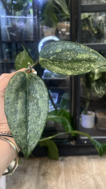 Hoya latifolia 'Rimba Perak' Silver