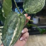 Hoya latifolia 'Rimba Perak' Silver