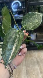 Hoya latifolia 'Rimba Perak' Silver