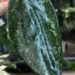 Hoya latifolia 'Rimba Perak' Silver