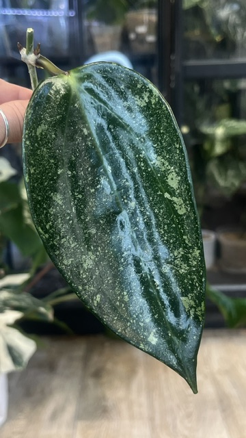 Hoya latifolia 'Rimba Perak' Silver