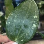 Hoya latifolia 'Rimba Perak' Silver