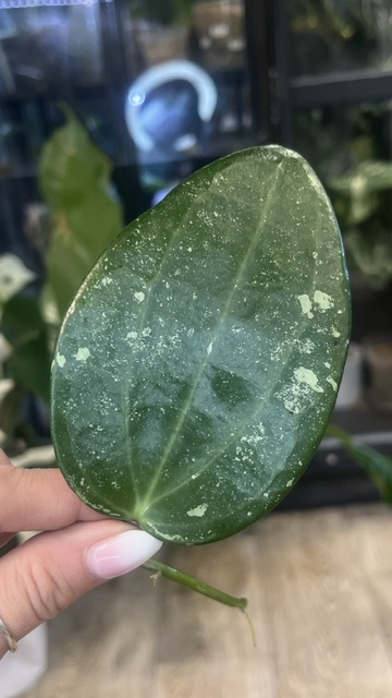 Hoya latifolia 'Rimba Perak' Silver