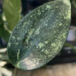Hoya latifolia 'Rimba Perak' Silver