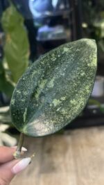 Hoya latifolia 'Rimba Perak' Silver