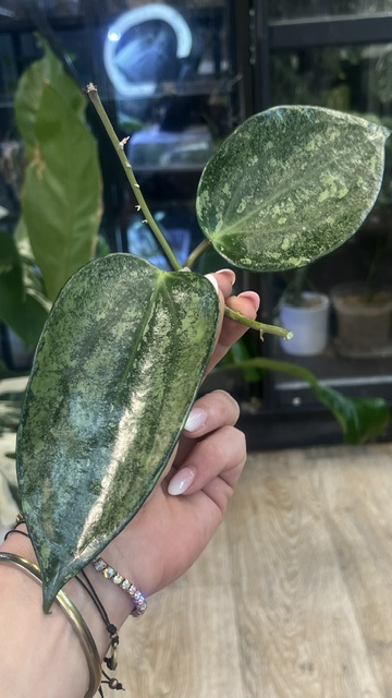 Hoya latifolia 'Rimba Perak' Silver (1) Hoya latifolia 'Rimba Perak' Silver