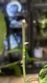 Hoya latifolia 'Rimba Perak' Silver / sadzonka cięta #1 - obrazek 3