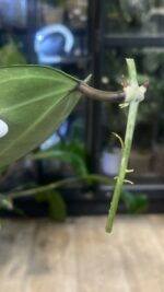 Hoya latifolia 'Rimba Perak' Silver / sadzonka cięta #3 - obrazek 2