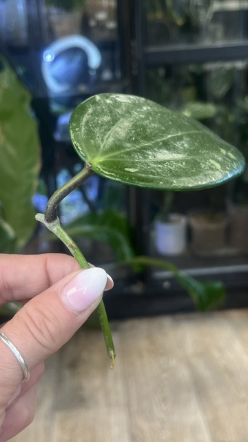Hoya latifolia 'Rimba Perak' Silver