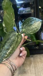 Hoya latifolia 'Rimba Perak' Silver / sadzonka cięta #1 - obrazek 2
