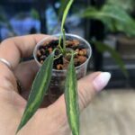 Hoya tsangii Inner Variegata, rzadka hoya kolekcjonerska o aksamitnych liściach z kremowo-żółtą variegacją w centrum, Variegarden.