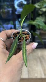 Hoya tsangii Inner Variegata, rzadka hoya kolekcjonerska o aksamitnych liściach z kremowo-żółtą variegacją w centrum, Variegarden.