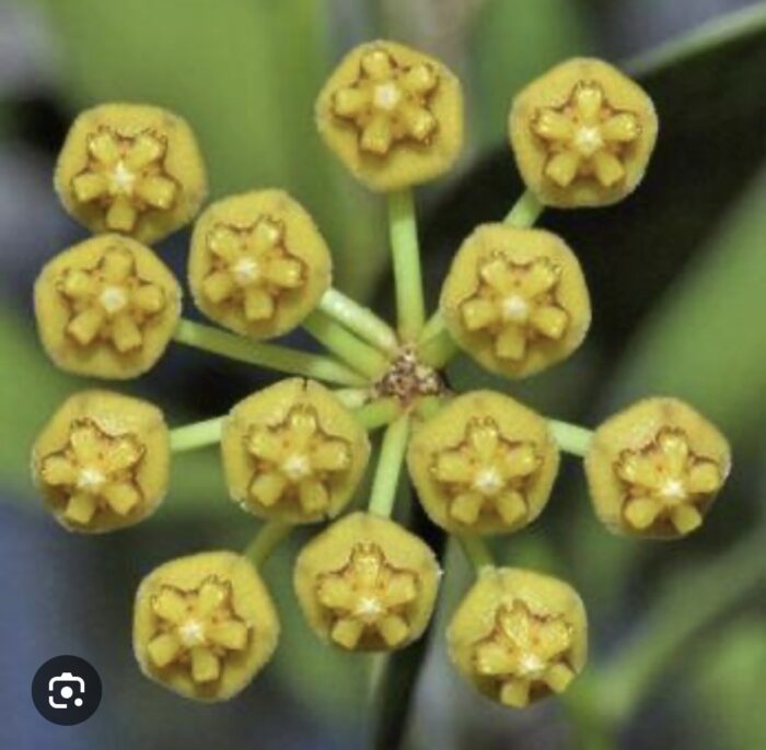 Hoya tsangii Inner Variegata #1 - obrazek 2
