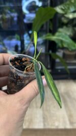 Hoya tsangii Inner Variegata #1 - obrazek 3