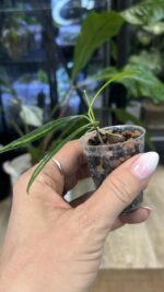 Hoya tsangii Inner Variegata #1 - obrazek 4