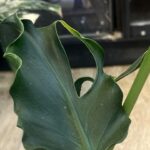 Monstera unniiae, niezwykle rzadka roślina kolekcjonerska o wydłużonych, skórzastych liściach z głęboką teksturą unerwienia i początkami fenestracji, pnącze botaniczne, VarieGarden