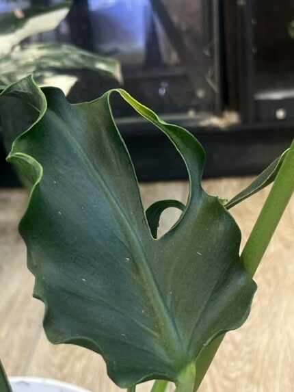 Monstera unniiae, niezwykle rzadka roślina kolekcjonerska o wydłużonych, skórzastych liściach z głęboką teksturą unerwienia i początkami fenestracji, pnącze botaniczne, VarieGarden