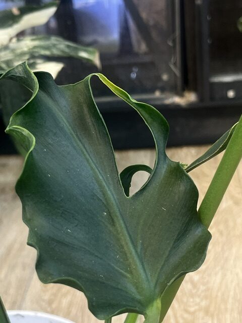 Monstera unniiae, niezwykle rzadka roślina kolekcjonerska o wydłużonych, skórzastych liściach z głęboką teksturą unerwienia i początkami fenestracji, pnącze botaniczne, VarieGarden Monstera unniiae, niezwykle rzadka roślina kolekcjonerska o wydłużonych, skórzastych liściach z głęboką teksturą unerwienia i początkami fenestracji, pnącze botaniczne, VarieGarden