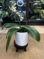 Phalaenopsis Dame Etna / storczyk przekwitający - obrazek 4