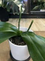 Phalaenopsis Dame Etna / storczyk przekwitający - obrazek 2