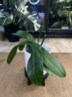 Phalaenopsis Dame Etna / storczyk przekwitający - obrazek 3