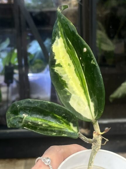 Hoya latifolia inner variegata 'Queensy