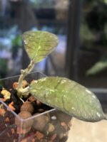 Hoya 'Gunung Gading' Ghost (Silver) #5 - obrazek 3