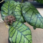 Hoya calistophylla Chibi