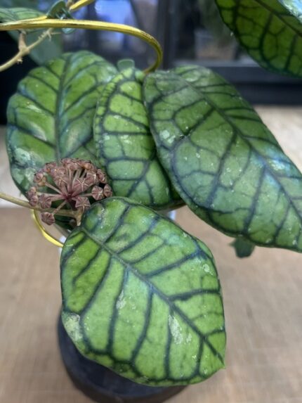 Hoya calistophylla Chibi
