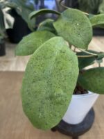 Hoya forbesii 'Silver' / sadzonka cięta 1w2l - obrazek 3