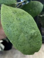 Hoya forbesii 'Silver' / sadzonka cięta 1w2l - obrazek 5
