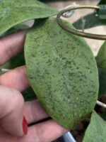 Hoya forbesii 'Silver' / sadzonka cięta 1w2l - obrazek 4