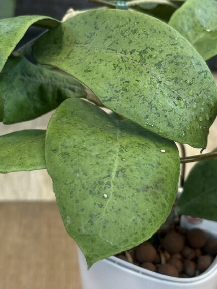 Hoya forbesii Silver, rzadka hoya kolekcjonerska o grubych, skórzastych liściach pokrytych gęstym, srebrzystym wzorem splash, VarieGarden
