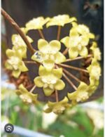 Hoya forbesii 'Silver' / sadzonka cięta 1w2l - obrazek 2