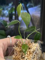 Hoya carrii NS13-064 #2 - obrazek 5