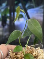 Hoya carrii NS13-064 #2 - obrazek 4