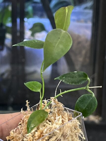Hoya carrii NS13-064 eliptyczne zielone liście z wyraźnym unerwieniem i splashem rzadka woskownica kolekcjonerska sklep Variegarden alt tag